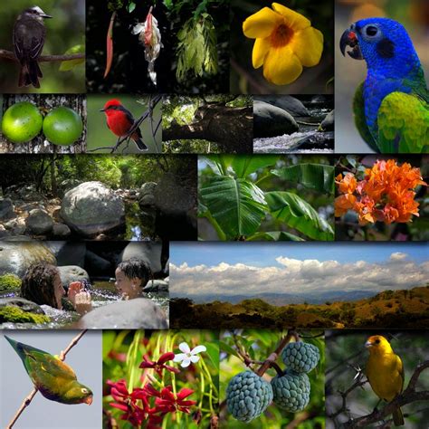 Flora Y Fauna De Colombia DaftSex HD