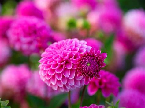 Pink Dahlias Pretty Flowers Pink Dahlia Hd Wallpaper Peakpx