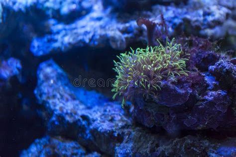 Sea Anemone In Coral Reefs Stock Image Image Of Blue 144812829