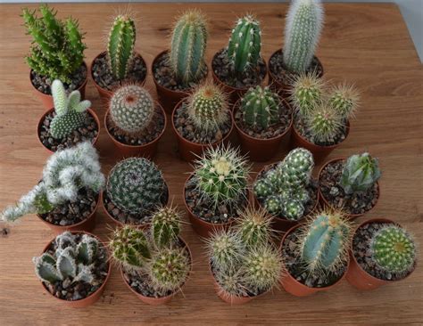 Mini Cactus Plants Wedding Favours Cacti Indoor House
