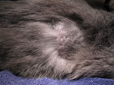 The Story Behind The Pictures Day 287 Cat With Skin Issues