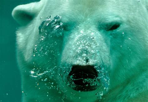 Species At Risk Committee Reassesses Polar Bear My True North Now