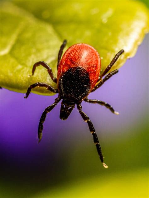 The Untold Secrets Of Tick Bites 15 Surprising Facts Revealed