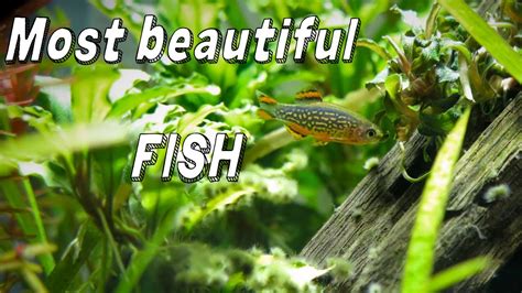 The Most Beautiful Fish In The World Cinematic Video Youtube