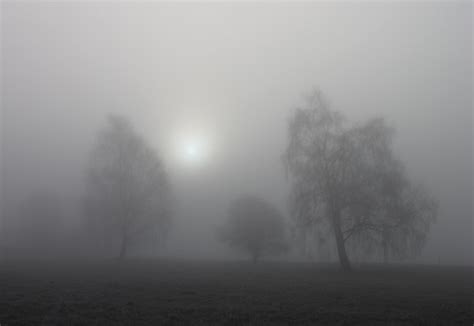 Trees In The Mist Ingrid0804 Flickr