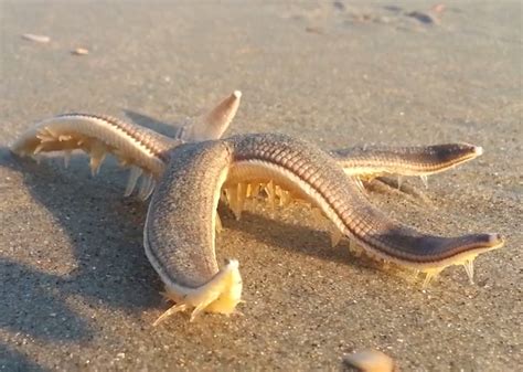 White Wolf Incredible Moment Starfish Walks Down The Beach After