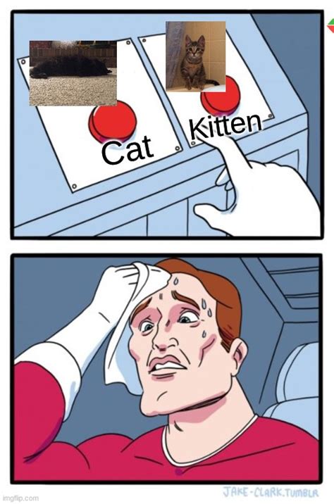Imgflip Poll Up Vote For Kitten Comment For Cat Imgflip