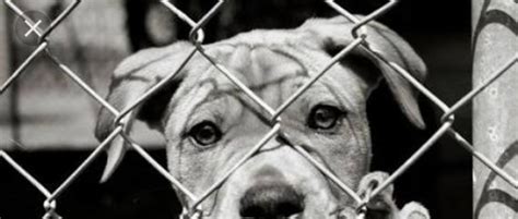 Petition · International Animal Rescue Stop Killing N Hurting Animals