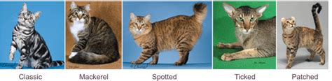What Exactly Is A Tabby Cat Fun Facts About These Beloved Cats