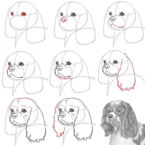 How To Draw A Cavalier King Charles Spaniel Dog