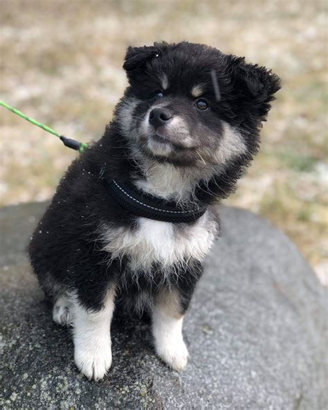 Finnish Lapphund Puppies Getting A Puppy