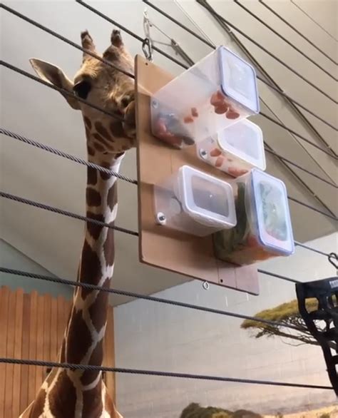 Giraffe Enrichment Video Como Park Zoo And Conservatory Enrichment