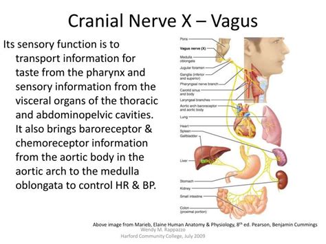 PPT Cranial Nerves PowerPoint Presentation ID 2245105