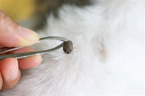 5 Tick Removal Tools And How To Use Them Great Pet Care