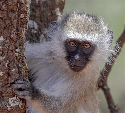 Vervet Monkey | I'm Looking at You