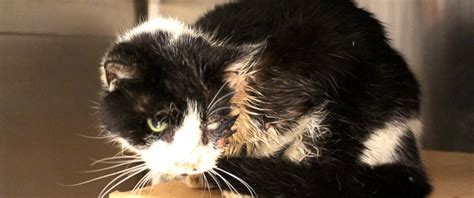 Zombie Cat Buried Kitty Believed Dead Meows Back To Life Abc News