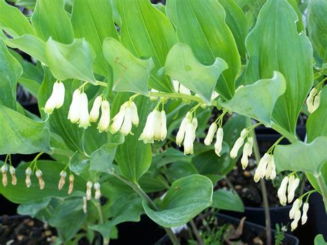 Buy Polygonatum Biflorum X Hybridum X Hybridum Striatum And