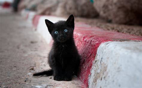 Let's be honest, even black cats can be just as goofy as the rest. Black cats are awesome, here are 32 of them!