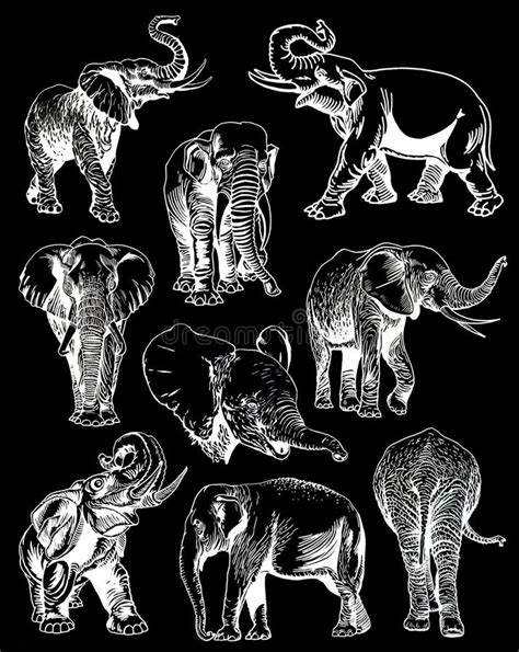 Graphical Set Of Elephants Asian And African Animal Vector Elephant