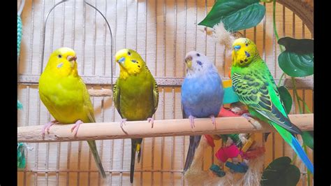 Happy Budgies Life Chirping Parakeets Daily Life Sounds Reduce Stress
