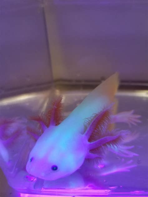 7 Inch Sub Adult Pink Lucyleucistic Axolotl Gfp 2 Ivys Axolotls