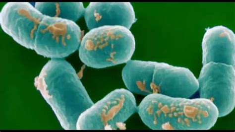 Listeriose Infection Par Bactéries Listeria Youtube