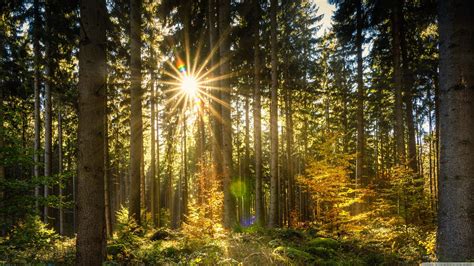 Forest Sun Rays Wallpapers Wallpaper Cave