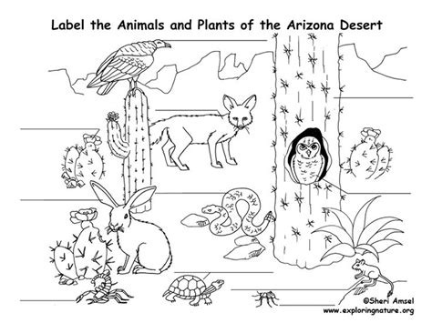 Colouring pages coloring sheets coloring books coloring worksheets perth desert crafts wild west theme desert art western theme. Arizona Habitats, Mammals, Birds, Amphibians, Reptiles ...
