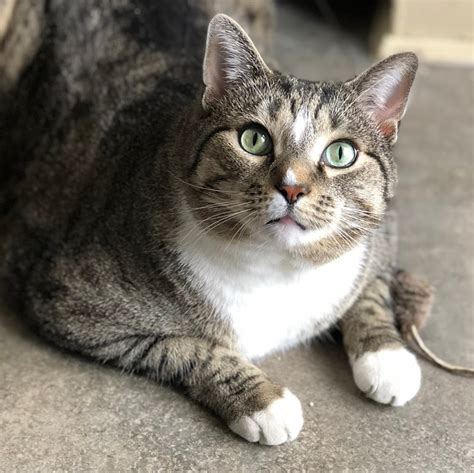 Ma3809 Luscious Adult Male Tabby White Cat Img2 Animal League