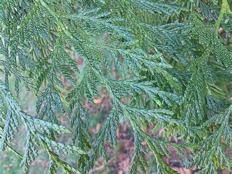 40 Facts About Western Red Cedar In Nature And Culture Owlcation