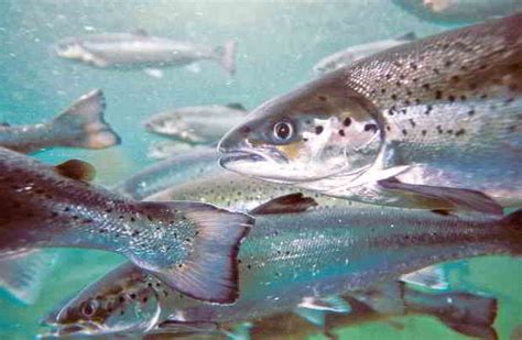Gambar Ikan Salmon Hidup Segar Dan Utuh Cara Ternak Ikan