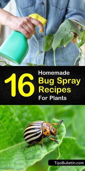 16 Do It Yourself Bug Spray Recipes For Plants Garden Bug Spray