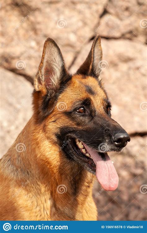 Beautiful German Shepherd Outdoors In Summer Stock Photo Image Of