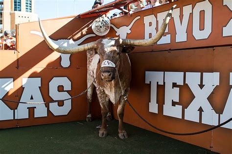 31 Best Images About Live Mascots Bevo Of Texas On Pinterest Horns