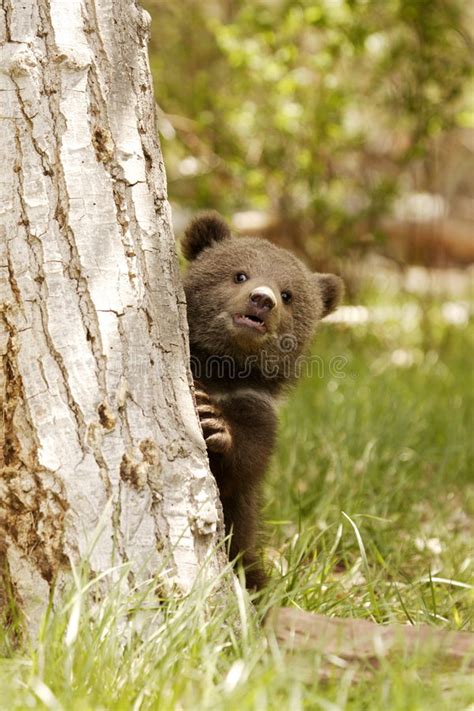 Grizzly Bear Cub Stock Image Image Of Cute Bear Grizzly