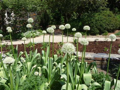 Allium Stipitatum Mt Everest Ornamental Onion Garden Center Marketing