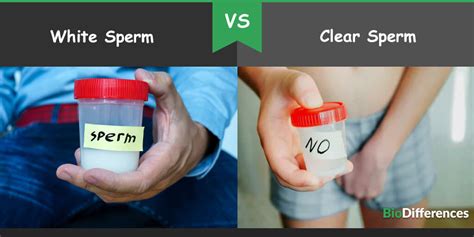 Difference Between White Sperm And Clear Sperm Bio Differences