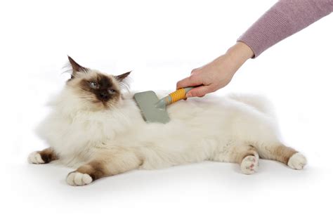 Your Complete Guide To Grooming Products For Ragdoll Cats