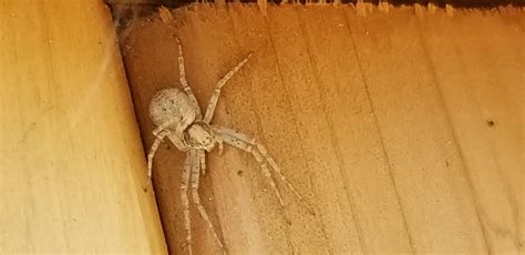 Unidentified Spider In Litchville North Dakota United States