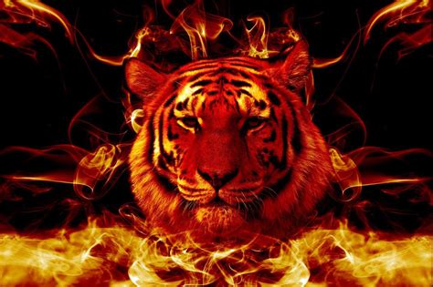 Flaming Tiger Wallpapers Top Free Flaming Tiger Backgrounds Wallpaperaccess
