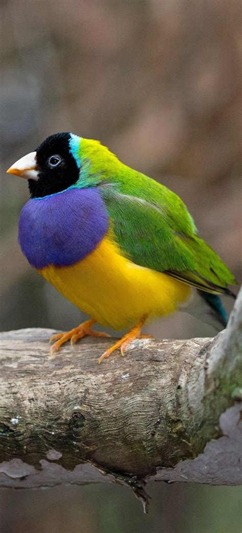 A Beautiful Gouldian Finch Beautiful Birds Animals Beautiful