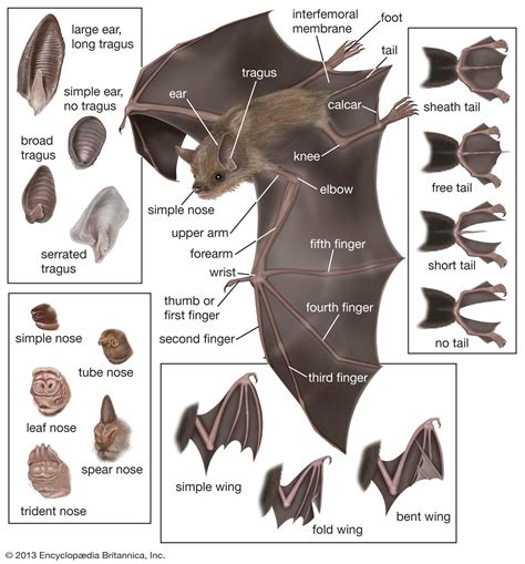 Bat Wings Information