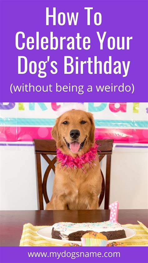7 Fun Ways To Celebrate Your Dogs Birthday My Dogs Name Dog