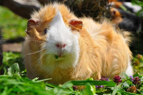 What Breed Is My Guinea Pig Lafeber Co Small Mammals
