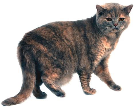 The primordial pouch is access skin, which allows cats to stretch out and take longer strides when nevertheless, the primordial pouch is a very common physical attribute in cats and almost every cat. The Primordial Pouch - Catwatch Newsletter