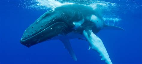 54 Swimming Whale Facts And Trivia