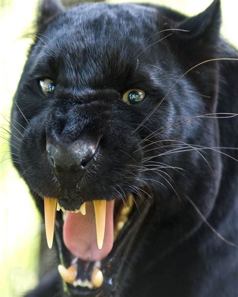 Black Panther Leopard Blackbeauty Panther Pictures Black Panther