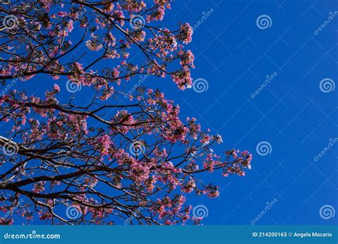Detail Of A Pink Ipe With Blue Sky Stock Image Image Of Agronomy