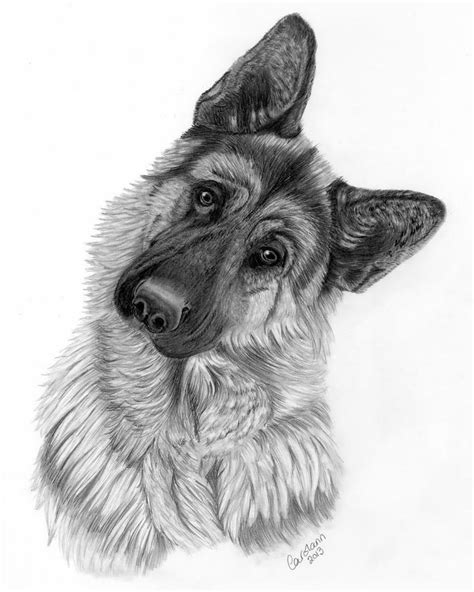 69 Ï¿Â€‹Ï¿adorable German Shepherd Dog Pencil Art Photo Codepromos