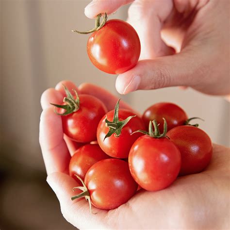 Artemis Tomato Seed Territorial Seed Company